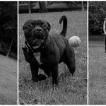 Staffordshire bull terrier