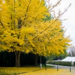 Jinan dvoulaločný, Brno - park Lužánky