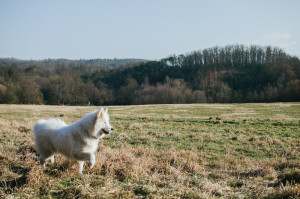 Šťastný samojed