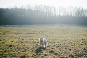 Šťastný samojed