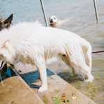 Samojed ve vodě