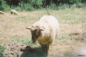 Ovečky v Bílovicích