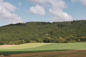 Cesta do Borače