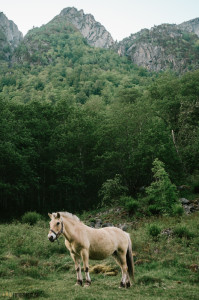 Fjordský kůň v Norsku