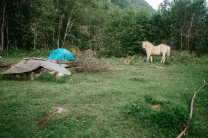 Fjordský kůň v Norsku